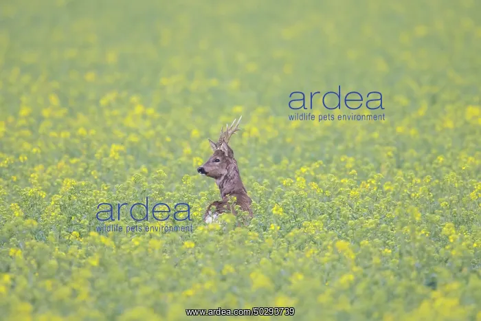 : Roe Deer buck rape : Roe Deer buck rape