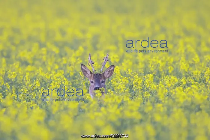 : Roe Deer buck rape : Roe Deer buck rape