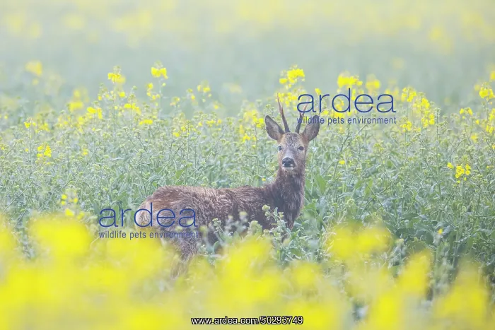 : Roe Deer buck rape : Roe Deer buck rape