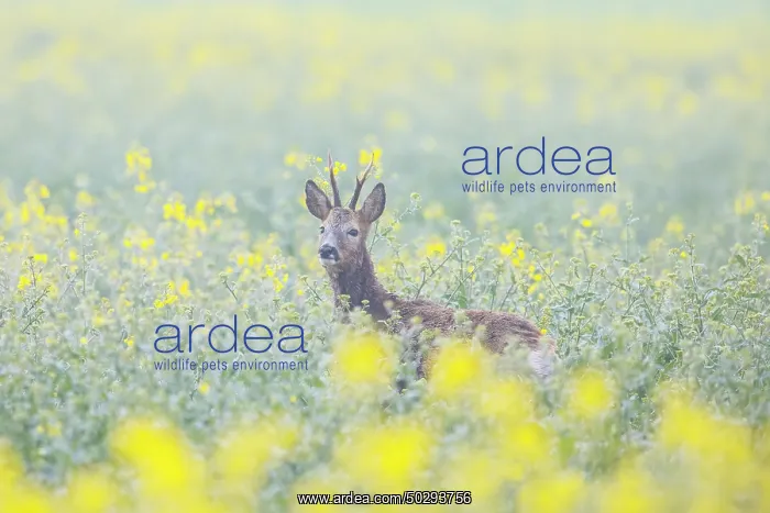: Roe Deer buck rape : Roe Deer buck rape