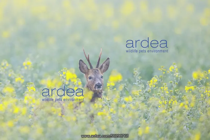 : Roe Deer buck rape : Roe Deer buck rape