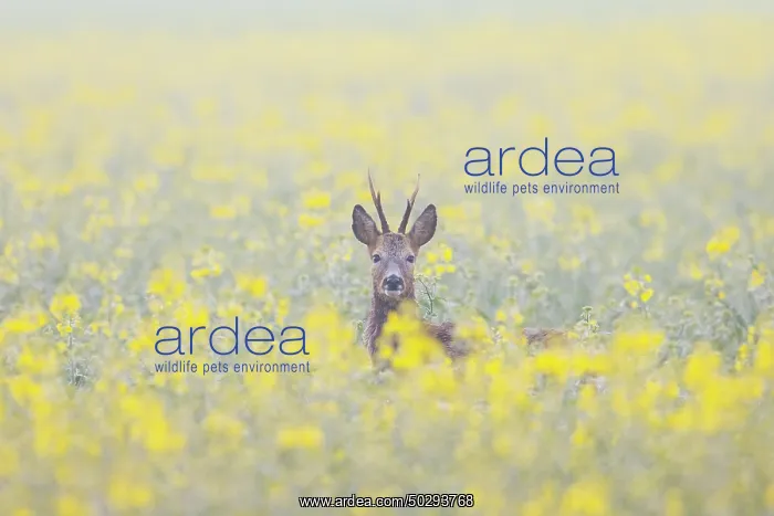 : Roe Deer buck rape : Roe Deer buck rape