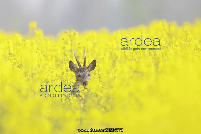 : Roe Deer buck rape : Roe Deer buck rape