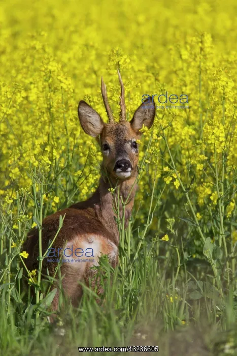  : Roe Deer buck in rape field