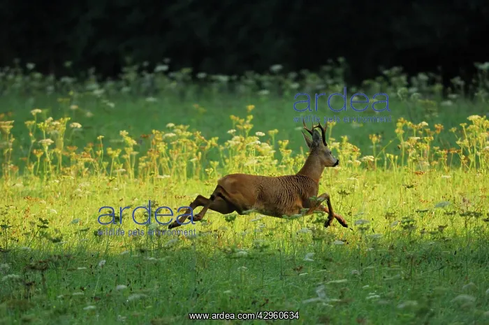 : Roe Deer - buck running in meadow : Roe Deer - buck running in meadow