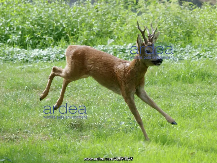 : Roe Deer - buck running in meadow - summer : Roe Deer - buck running in meadow - summer