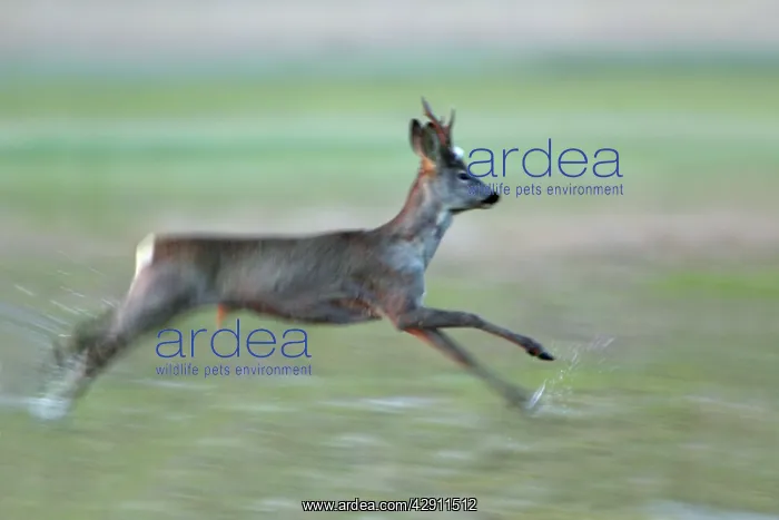  : Roe Deer - buck running through water meadow