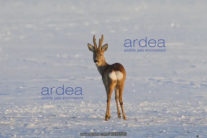 : Roe Deer - buck in snow - Germany : Roe Deer - buck in snow - Germany