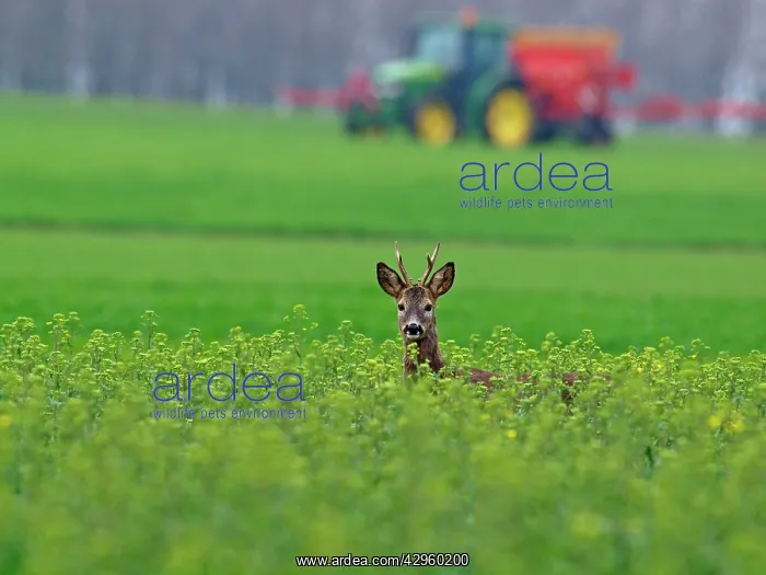 : Roe Deer - buck at spring time : Roe Deer - buck at spring time