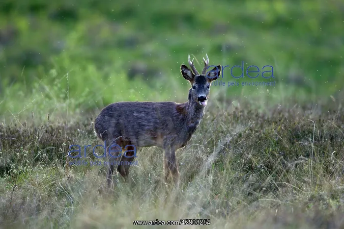 : Roe Deer - buck sticking its tongue out : Roe Deer - buck sticking its tongue out