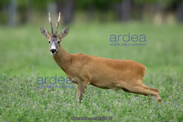 : Roe Deer - Buck stretching hind legs : Roe Deer - Buck stretching hind legs