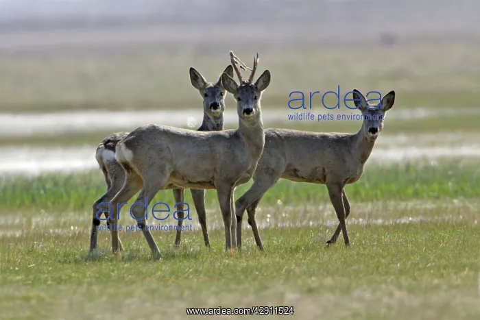 : Roe Deer - buck with velvet hanging from horns and 2 does : Roe Deer - buck with velvet hanging from horns and 2 does