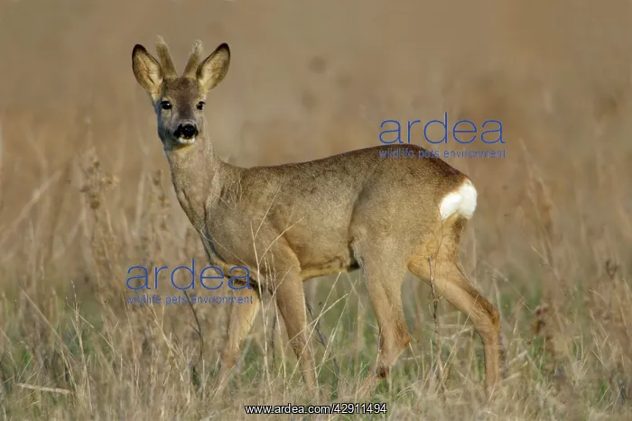 : Roe Deer - buck with velvet on horns, alert : Roe Deer - buck with velvet on horns, alert