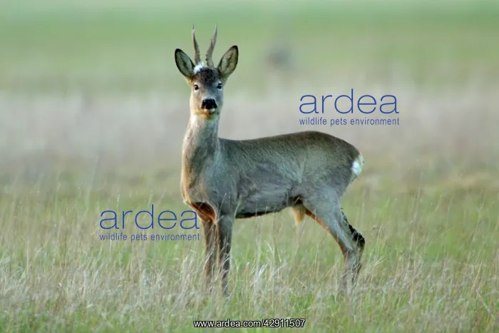  : Roe Deer - buck with white tuft on head