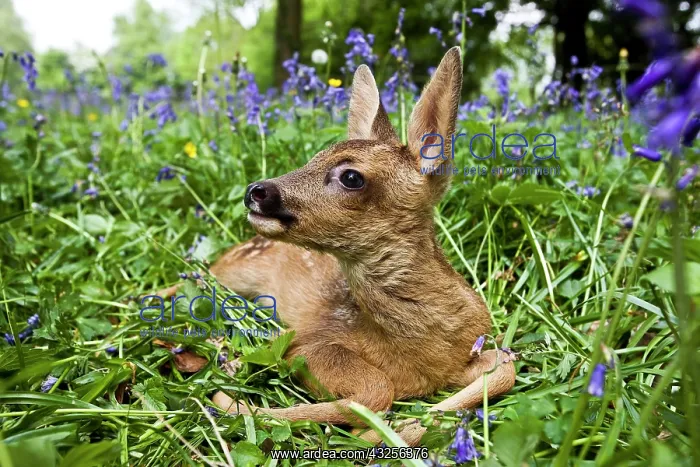 : Roe Deer (capreolus capreolus), Fawn laying in Flowers : Roe Deer (capreolus capreolus), Fawn laying in Flowers