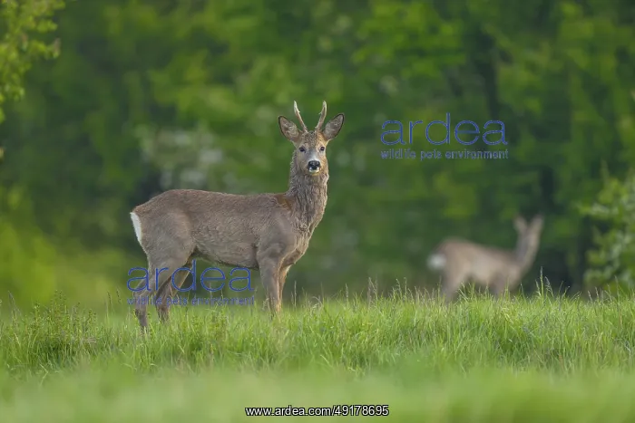 : Roe deer (Capreolus capreolus) : Roe deer (Capreolus capreolus)