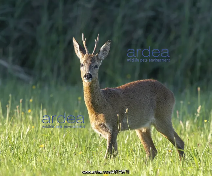 : Roe deer (Capreolus capreolus) : Roe deer (Capreolus capreolus)