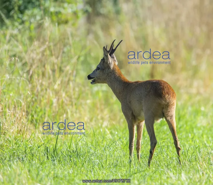 : Roe deer (Capreolus capreolus) : Roe deer (Capreolus capreolus)