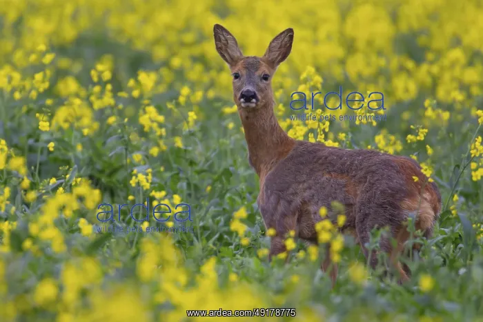 : Roe deer (Capreolus capreolus) : Roe deer (Capreolus capreolus)