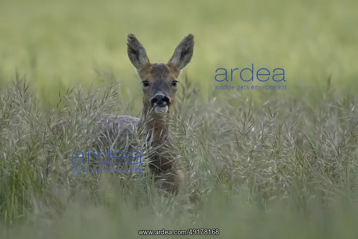 : Roe deer (Capreolus capreolus) adult female doe animal in a farmland cereal field in summer : Roe deer (Capreolus capreolus) adult female doe animal in a farmland cereal field in summer