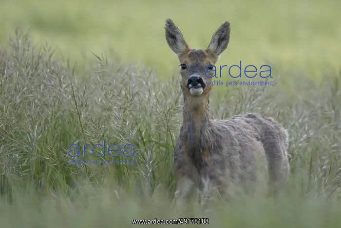 : Roe deer (Capreolus capreolus) adult female doe animal in a farmland cereal field in summer : Roe deer (Capreolus capreolus) adult female doe animal in a farmland cereal field in summer