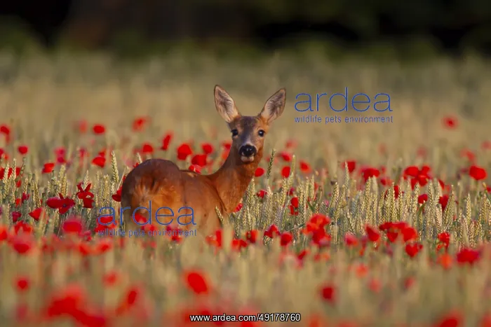 : Roe deer (Capreolus capreolus) adult female doe in a farmland cereal crop in the summer with red poppy flowers : Roe deer (Capreolus capreolus) adult female doe in a farmland cereal crop in the summer with red poppy flowers