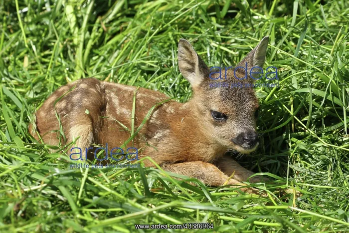 : Roe deer (Capreolus capreolus) few days old fawn : Roe deer (Capreolus capreolus) few days old fawn
