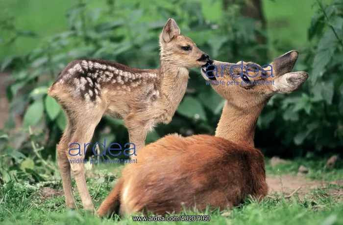 : Roe Deer (Capreolus capreolus), doe with fawn, North : Roe Deer (Capreolus capreolus), doe with fawn, North