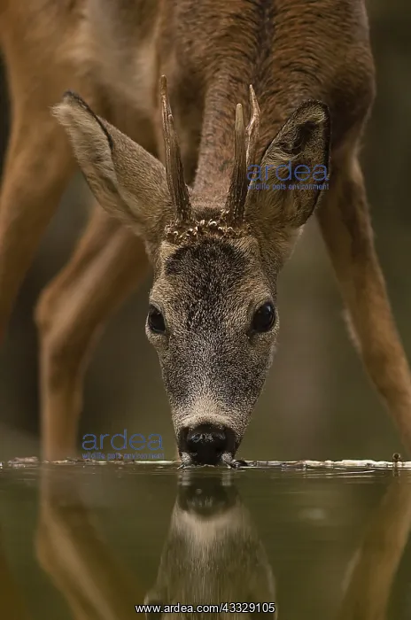: Roe deer (Capreolus capreolus) drinking in a pond : Roe deer (Capreolus capreolus) drinking in a pond