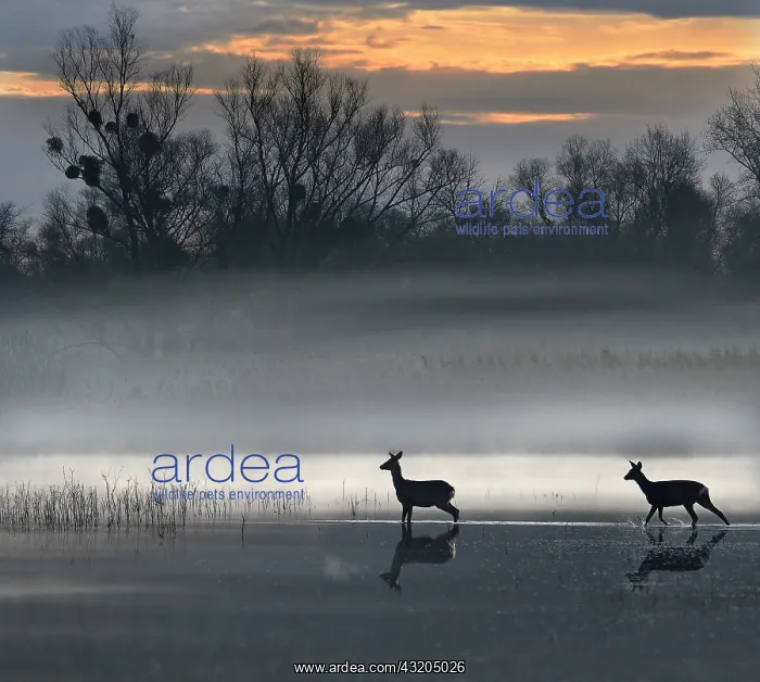 : Roe deer (Capreolus capreolus) in the early morning : Roe deer (Capreolus capreolus) in the early morning