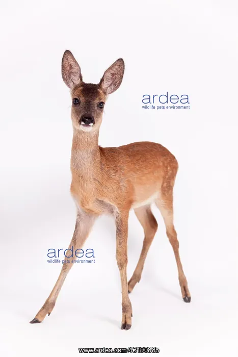 : Roe Deer (Capreolus capreolus), fawn, captive : Roe Deer (Capreolus capreolus), fawn, captive