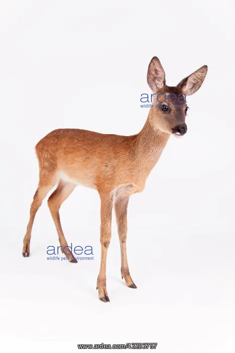 : Roe Deer (Capreolus capreolus), fawn, side view : Roe Deer (Capreolus capreolus), fawn, side view