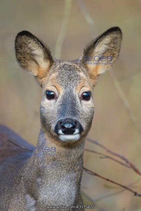 : Roe Deer (Capreolus capreolus), female, portrait : Roe Deer (Capreolus capreolus), female, portrait