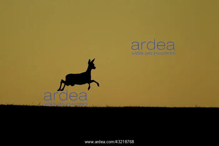  : Roe deer (Capreolus capreolus) jumping at sunset