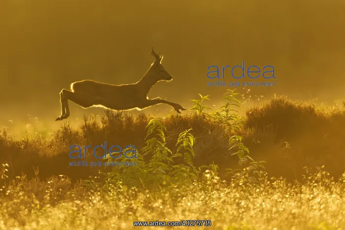 : Roe Deer (Capreolus capreolus) male through a f : Roe Deer (Capreolus capreolus) male through a f