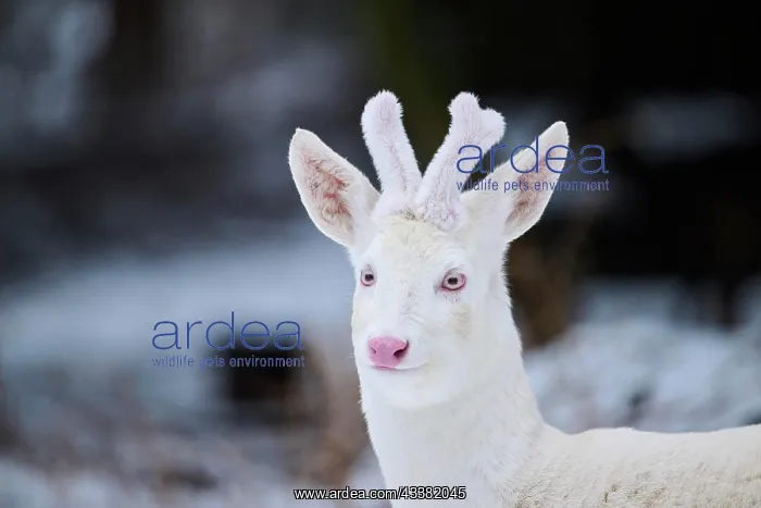 : Roe deer (Capreolus capreolus) portrait, albino : Roe deer (Capreolus capreolus) portrait, albino