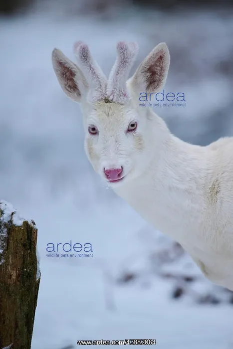 : Roe deer (Capreolus capreolus) portrait, albino : Roe deer (Capreolus capreolus) portrait, albino