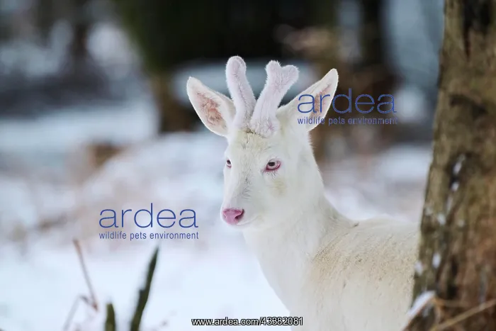 : Roe deer (Capreolus capreolus) portrait, albino : Roe deer (Capreolus capreolus) portrait, albino