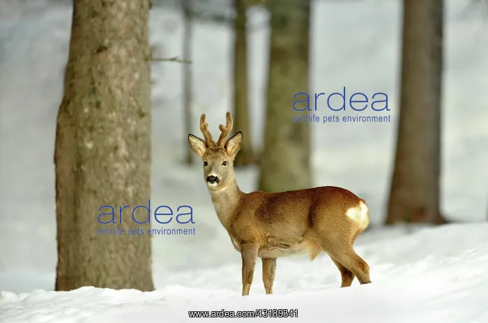  : Roe Deer (Capreolus capreolus) in snowy woods, Tyrol