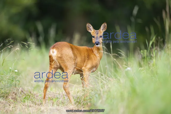 : Roe deer (Capreolus capreolus) standing on a meadow in summer : Roe deer (Capreolus capreolus) standing on a meadow in summer