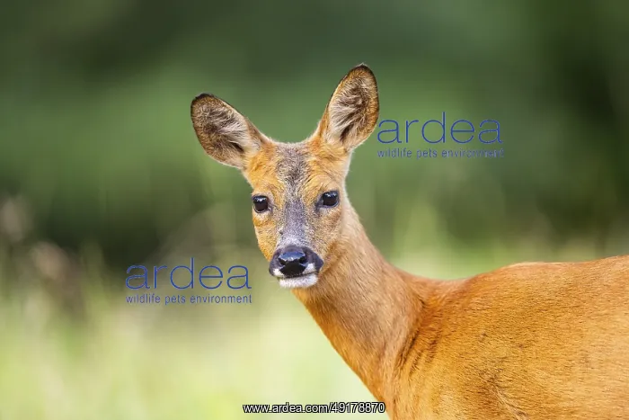 : Roe deer (Capreolus capreolus) standing on a meadow in summer : Roe deer (Capreolus capreolus) standing on a meadow in summer