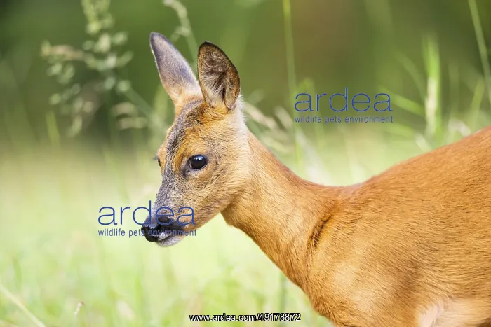 : Roe deer (Capreolus capreolus) standing on a meadow in summer : Roe deer (Capreolus capreolus) standing on a meadow in summer
