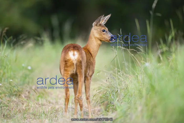 : Roe deer (Capreolus capreolus) standing on a meadow in summer : Roe deer (Capreolus capreolus) standing on a meadow in summer