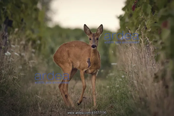 : Roe deer (Capreolus capreolus) standing in a vineyard : Roe deer (Capreolus capreolus) standing in a vineyard