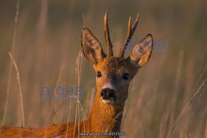 : Roe deer (Capreolus capreoous) Buck Germany Roe deer (Capreolus capreous) Buck Germany : Roe deer (Capreolus capreoous) Buck Germany Roe deer (Capreolus capreous) Buck Germany