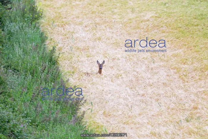 : Roe Deer - in Cereal Crop : Roe Deer - in Cereal Crop