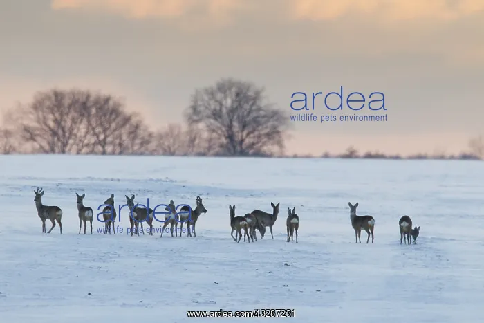 : Roe Deer - deers in snow - Germany : Roe Deer - deers in snow - Germany