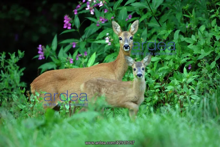 : Roe Deer - doe with fawn, on alert : Roe Deer - doe with fawn, on alert