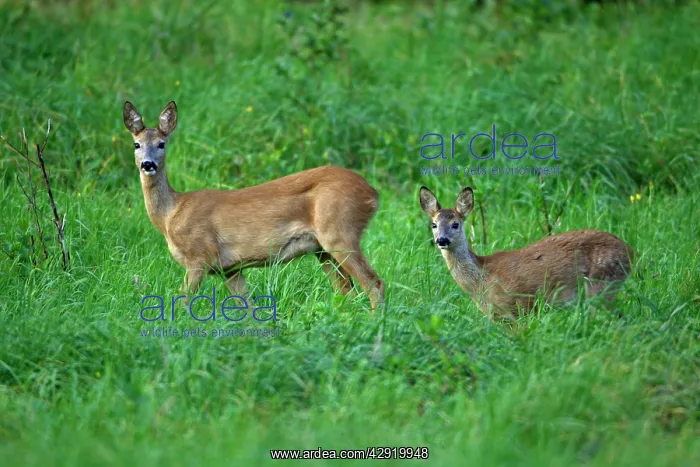 : Roe Deer - doe with fawn, on alert : Roe Deer - doe with fawn, on alert