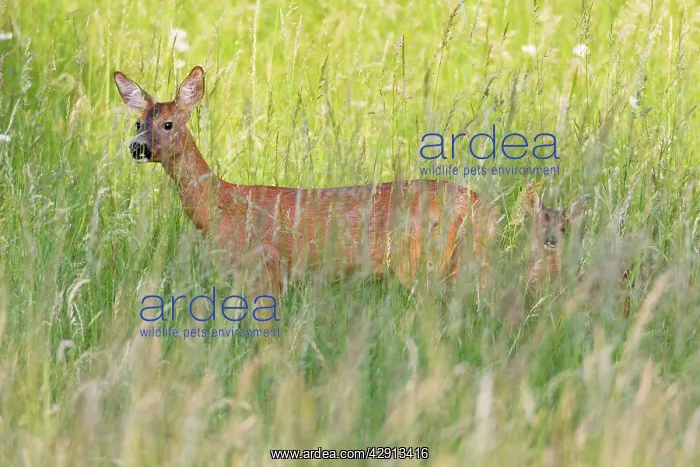 : Roe Deer - doe with fawn in grass wilderness : Roe Deer - doe with fawn in grass wilderness